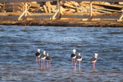 BlackwingedStilt_photo_Dove