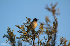Common-bulbul-near-Day-Forest-Djibouti-2016-Feb-a1
