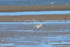 Eurasian-curlew-beach-near-Camp-Lemonier-Djibouti-2016-Feb-a1-cropped