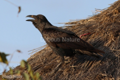 Fantailed-raven-Day-Forest-Djibouti-2016-Feb-d1-cropped