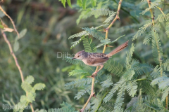 Graceful-prinia-Camp-Lemonier-Djibouti-2014-May-d1