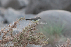 Nile-Valley-Sunbird-female-in-River-bed-near-Chabelley-Airfield-Djibouti-2014-May-a1-cropped