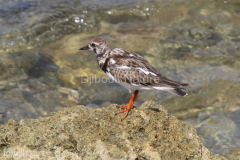 Rudy-turnstone-on-Turtle-Island-near-Camp-Lemonier-Djibouti-2014-May-c1-cropped