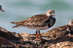 Rudy-turnstones-turtle-island-near-Camp-Lemonier-Djibouti-2016-Feb-d1-cropped