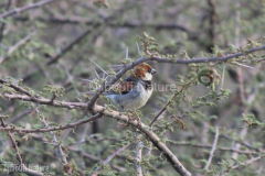 Somali-sparrow-DECON-sanctuary-S-of-Camp-Lemonier-Djibouti-2014-May-a1-cropped