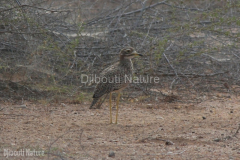 Spotted-thickknee-DECON-sanctuary-S-of-Camp-Lemonier-Djibouti-2014-May-a1-cropped