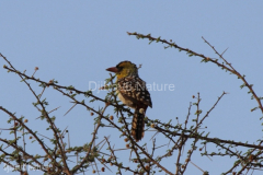 Yellowbreasted-barbet-DECON-sanctuary-S-of-Camp-Lemonier-Djibouti-2014-May-a2-cropped