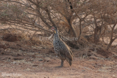 Yellownecked-spurfowl-DECON-sanctuary-S-of-Camp-Lemonier-Djibouti-2014-May-a1-cropped