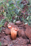 Mushroom_Day-Forest_photo_Dove