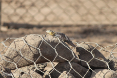 Agama-spinosa-Camp-Lemonier-Djibouti-2014-May-a1-cropped